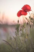 Poppies after sunset.