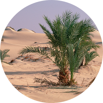 Palmbomen groeiend in de Oase Dakhia in Egypte