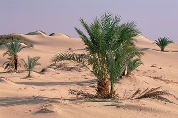 Palmbomen groeiend in de Oase Dakhia in Egypte van Nature in Stock