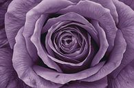 Surreal purple rose with detailed petals by Art & Soul Creations thumbnail