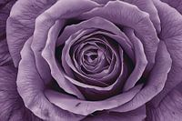 Surreal purple rose with detailed petals