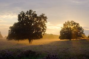 Nebel bei Sonnenuntergang