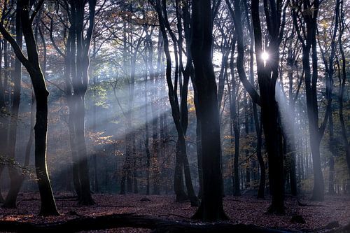 In de schijnwerpers!