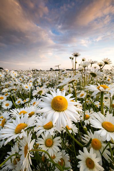 Sunny side up van Melissa Goedbloed