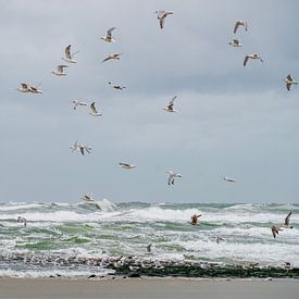 Oiseaux en mer... sur Maja Mars