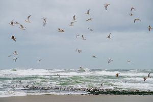 Oiseaux en mer... sur Maja Mars