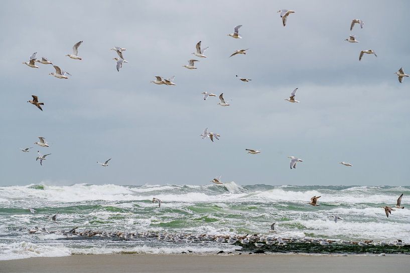 Birds at Sea... by Maja Mars