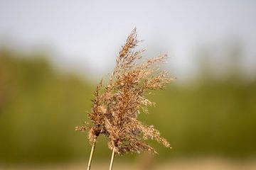 Pluimriet in de Biesbosch
