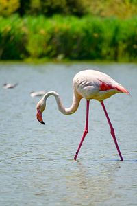 Flamingo in der Camarque in Südfrankreich