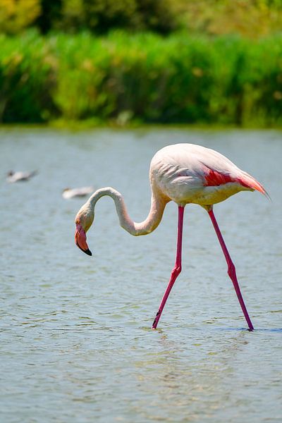 Flamingo in the Camarque in Southern France by Sjoerd van der Wal Photography