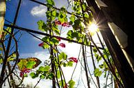 De natuur herovert - zonovergoten groen in een verlaten gebouw van Infinite Decay thumbnail