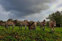 Oerpaarden onder een dreigende lucht