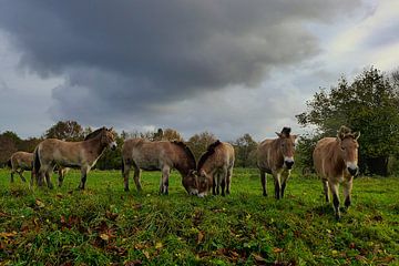 Oerpaarden onder een dreigende lucht by Anneriek de Jong