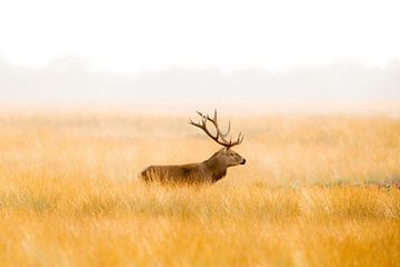 Red deer in evening light by Ed Klungers