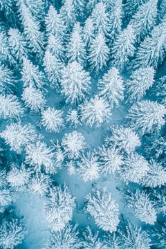 Besneeuwde bomen van Poster Art Shop