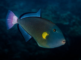 Balistidae sur Enak Cortebeeck