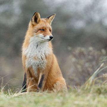 Red fox by Menno Schaefer