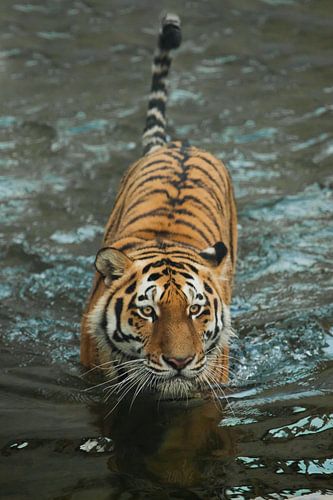 fits the water with a calm, expressive look. young beautiful tiger with expressive eyes walks on the