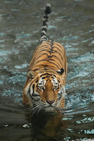 Un jeune tigre magnifique avec des yeux expressifs marche sur l'eau, peut-être le corps brillant d'u par Michael Semenov