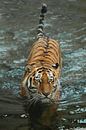 Un jeune tigre magnifique avec des yeux expressifs marche sur l'eau, peut-être le corps brillant d'u par Michael Semenov Aperçu
