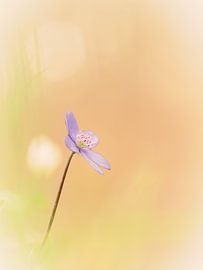 Liverwort in soft bokeh by Horst Husheer