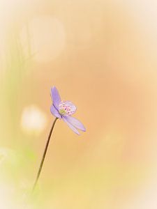 Leberblümchen im sanftem Bokeh