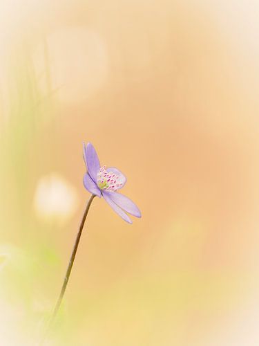 Leberblümchen im sanftem Bokeh