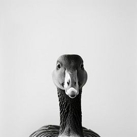 Oie sur Poster Art Shop