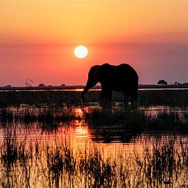 Silhouet van olifant tijdens zonsondergang op de Chobe rivier van Kelly De Preter