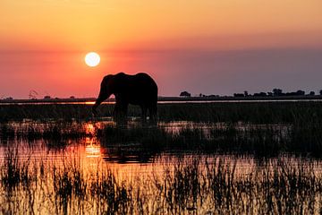 Silhouette eines Elefanten bei Sonnenuntergang auf dem Chobe-Fluss von Kelly De Preter