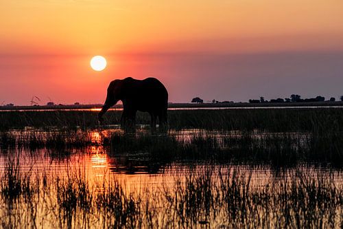 Silhouette d'éléphant au coucher du soleil sur la rivière Chobe