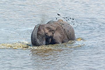 Badender Elefant von Angelika Stern