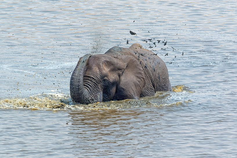 Bathing elephant by Angelika Stern