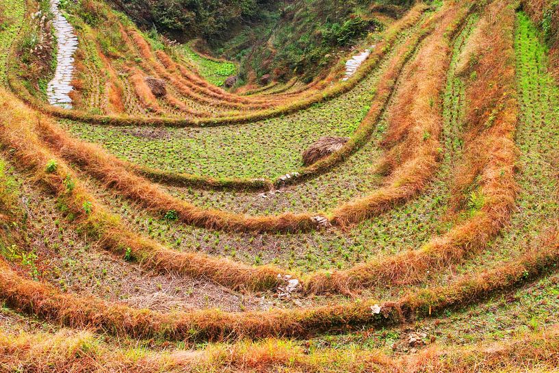 Rizières en terrasses Chine par Inge Hogenbijl