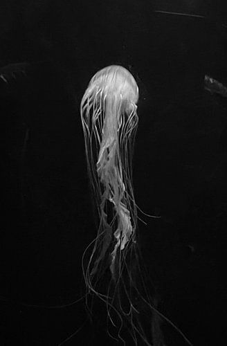 Floating in water