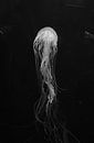 Floating in water by Demi Mol thumbnail