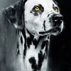 Chien dalmatien #chien sur JBJart Justyna Jaszke
