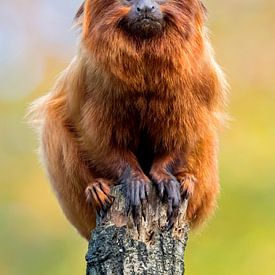 Golden lion tamarin by Edwin Butter