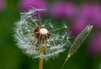 Paardenbloem