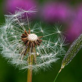 Paardenbloem sur Fouchienus Molema