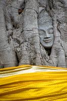 The head of Buddha in the tree