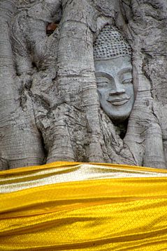 Het hoofd van Boeddha in de boom
