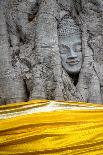 La tête de Bouddha dans l'arbre