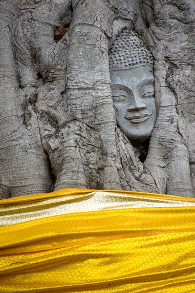 La tête de Bouddha dans l'arbre sur Sebastiaan Hamming