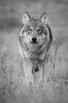 The Wolf in the Netherlands by Menno Schaefer