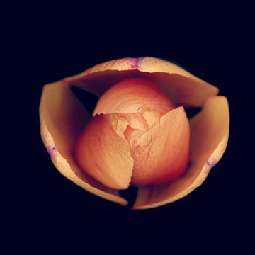 macro topview van een tulp van Ribbi