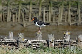 Oystercatcher in the Wadden Sea National Park by Peter Eckert