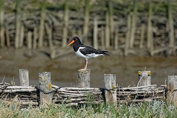 Oystercatcher in the Wadden Sea National Park by Peter Eckert