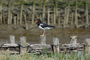 Scholekster in het Nationaal Park Waddenzee