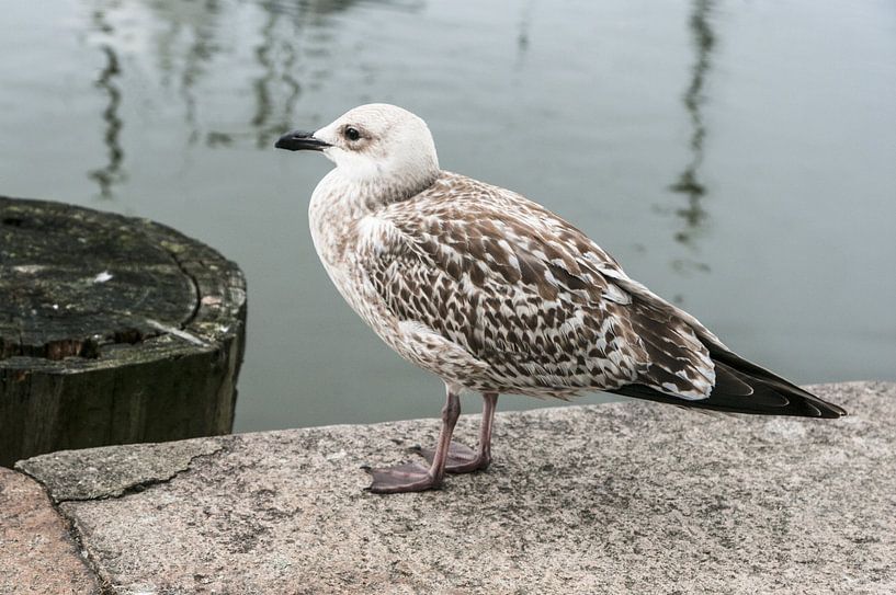 Seagull by Norbert Sülzner